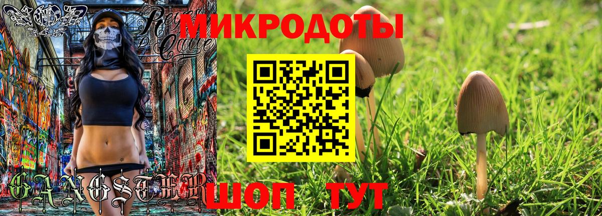 Псилоцибиновые грибы Psilocybe Лысьва